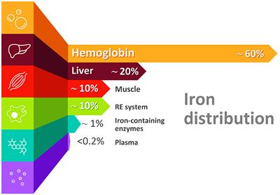 Oral manifestations of iron imbalance